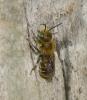 Osmia sp.